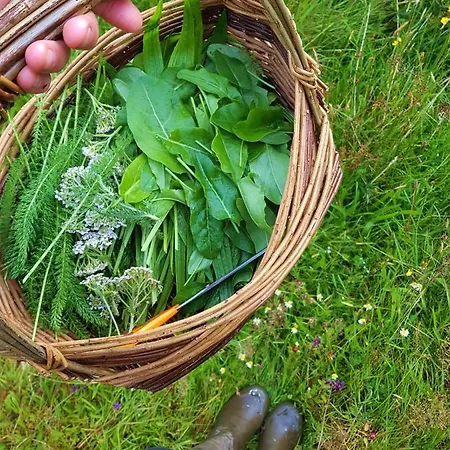 The Botanical Bell Tent Glengarriff