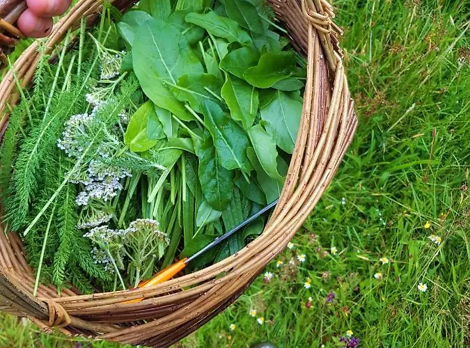 The Botanical Bell Tent Glengarriff